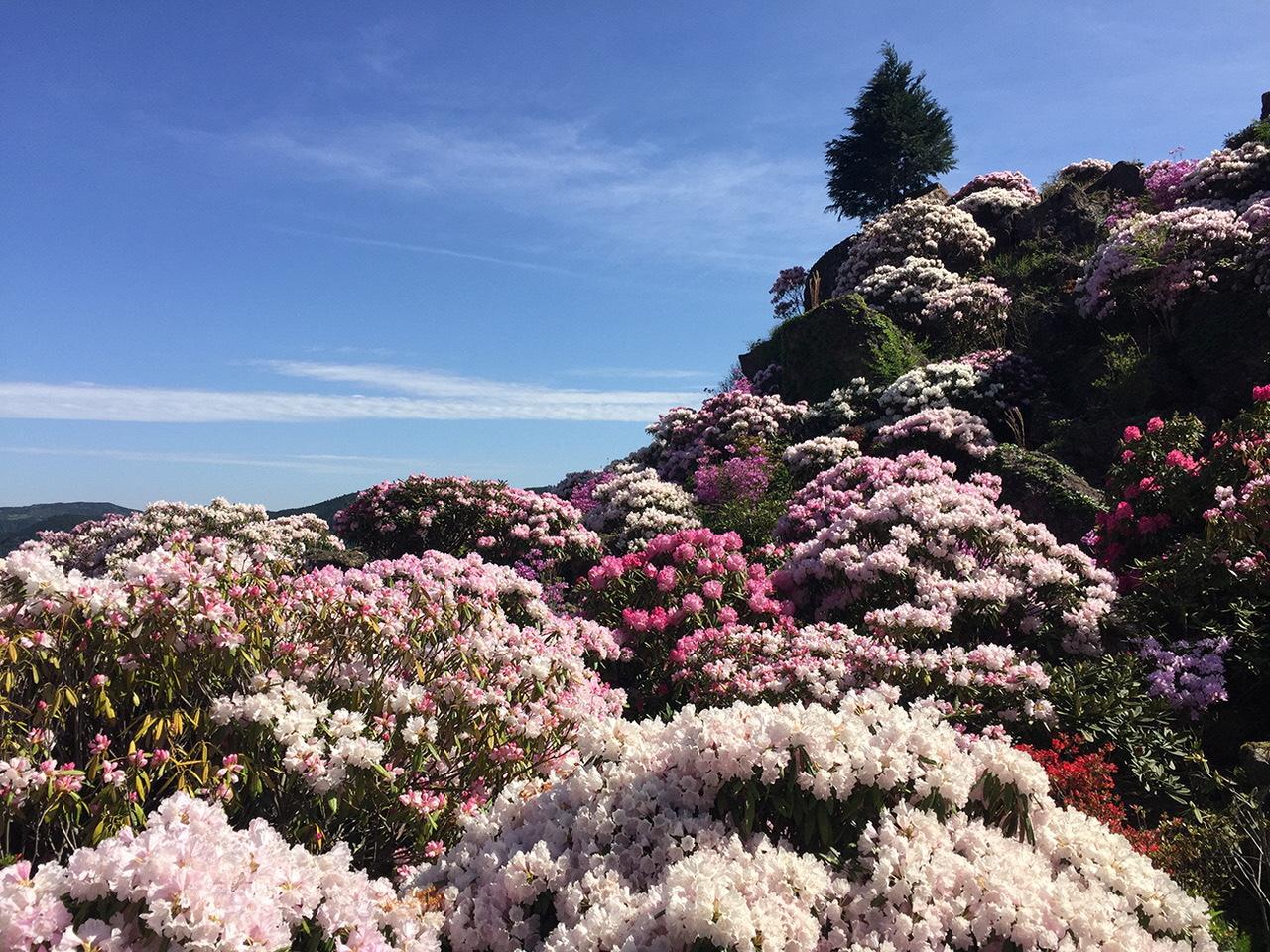 星の花公園