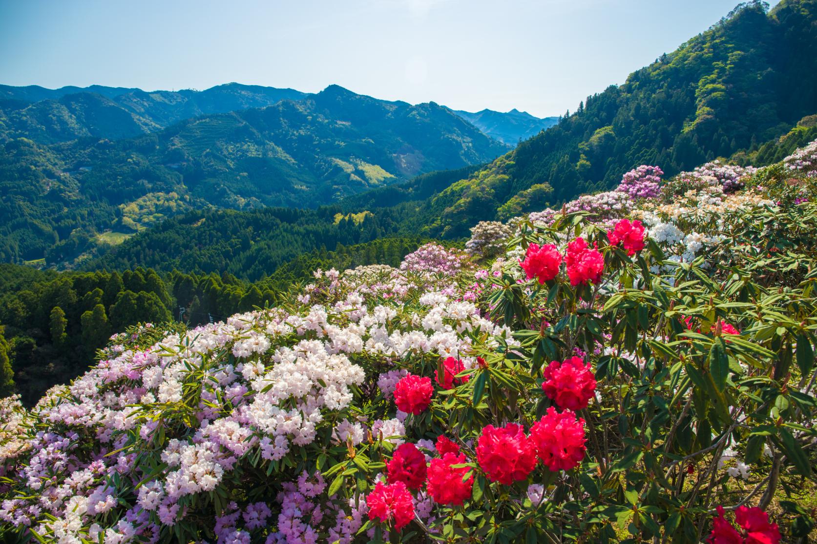星の花公園-1