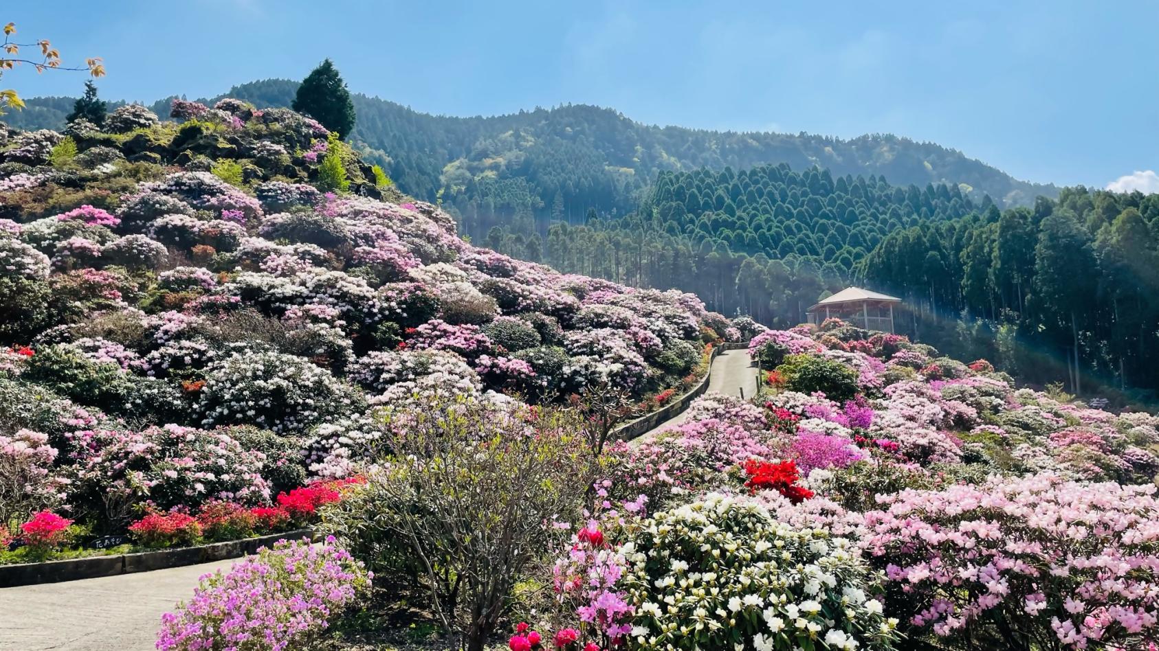 星の花公園-1