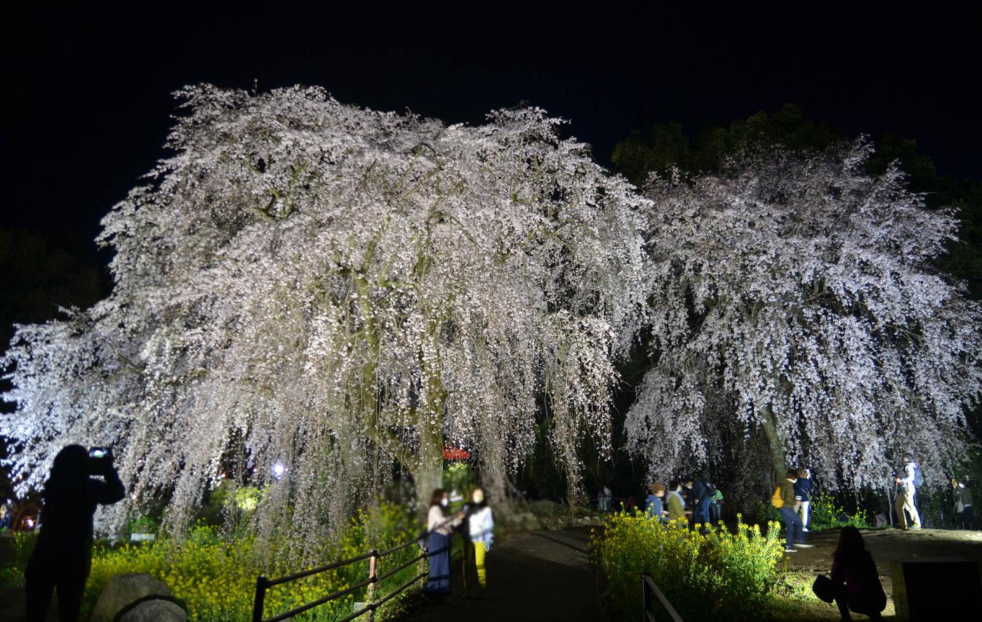 身延のしだれ桜祭り | イベント | 【公式】福岡県の観光/旅行情報サイト「クロスロードふくおか」