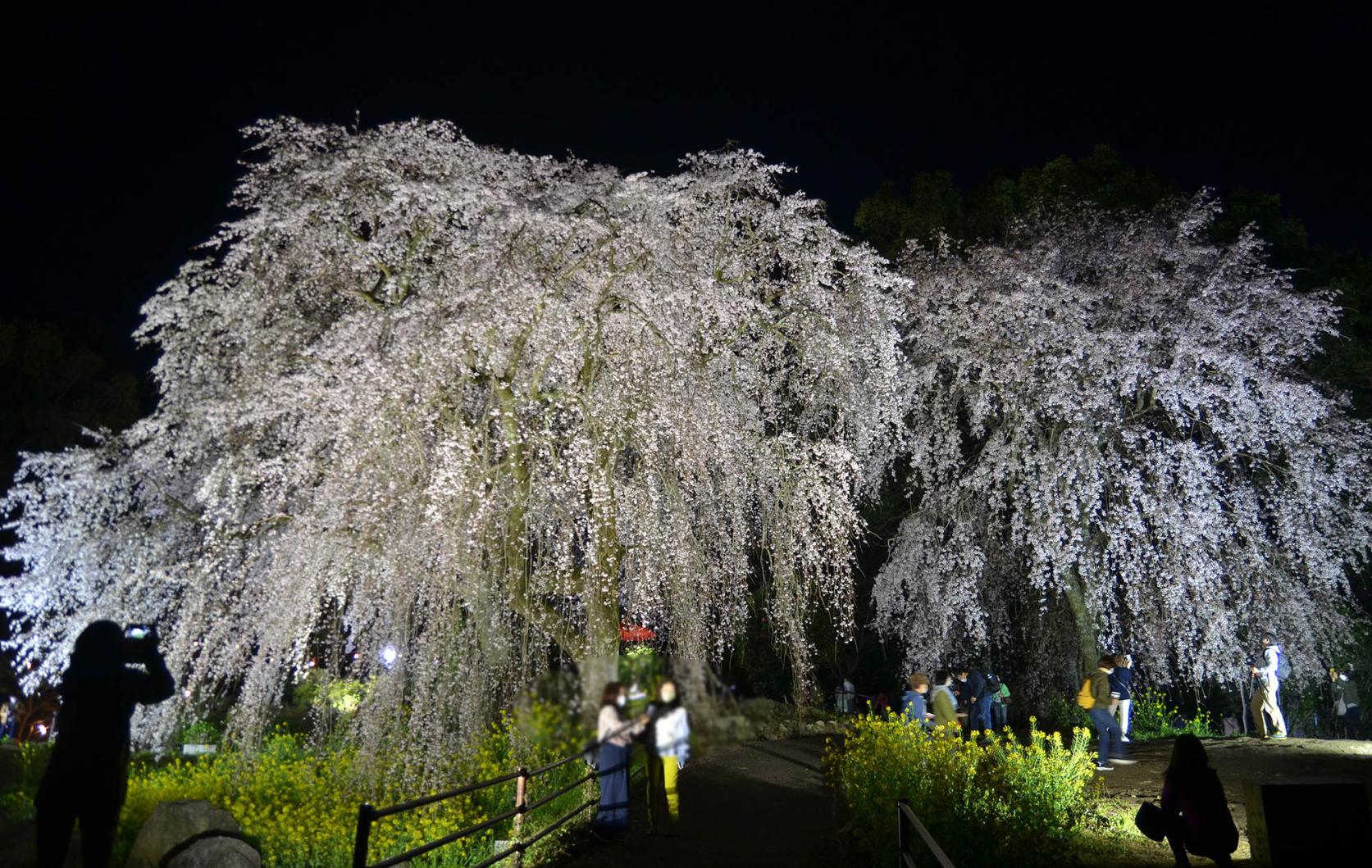 法華原華庭園のしだれ桜-0