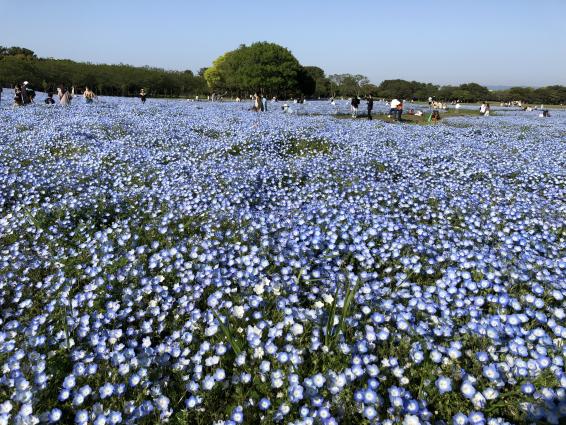 海の中道フラワーピクニック 2023-2