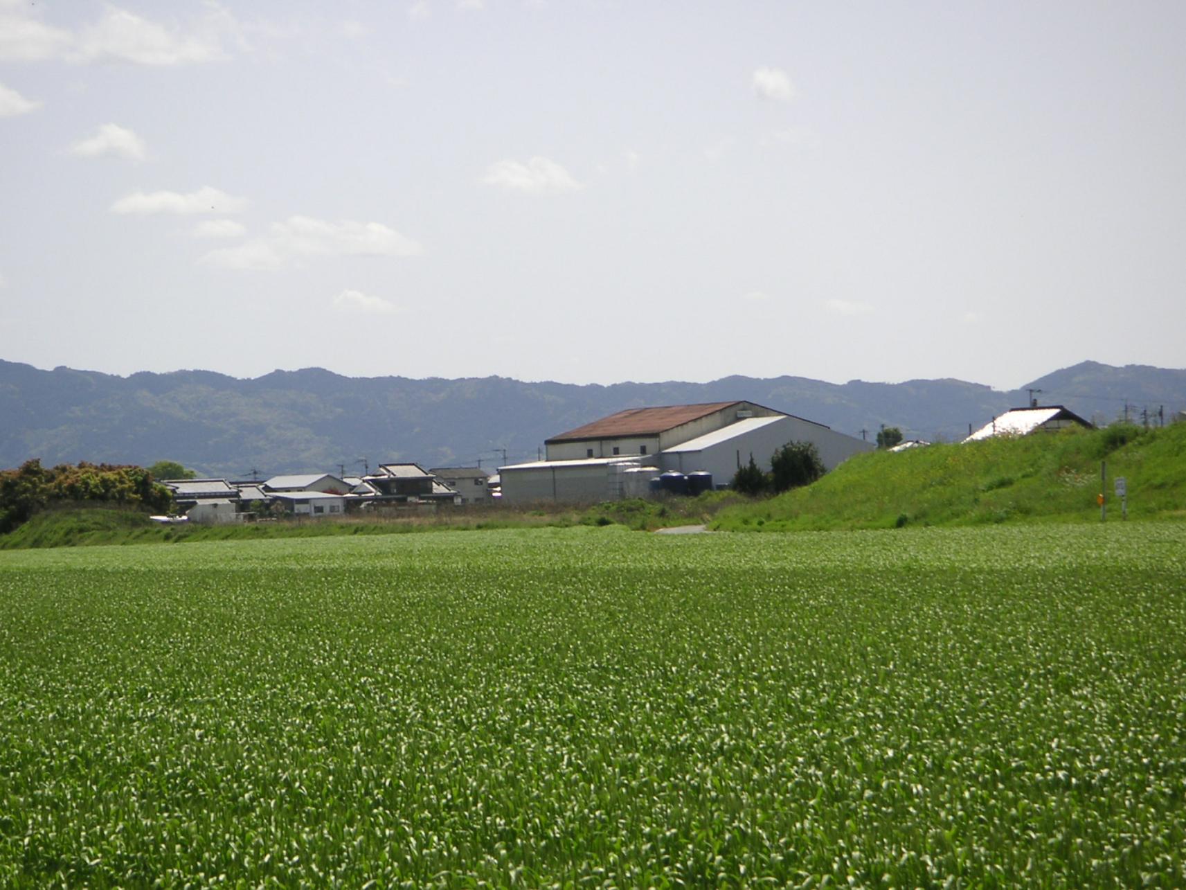 研醸