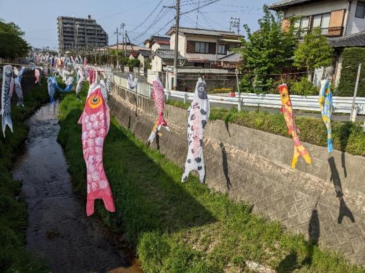 油山川のこいのぼり-3