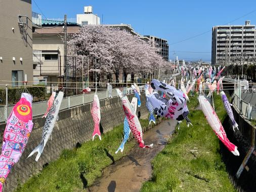 油山川のこいのぼり-1