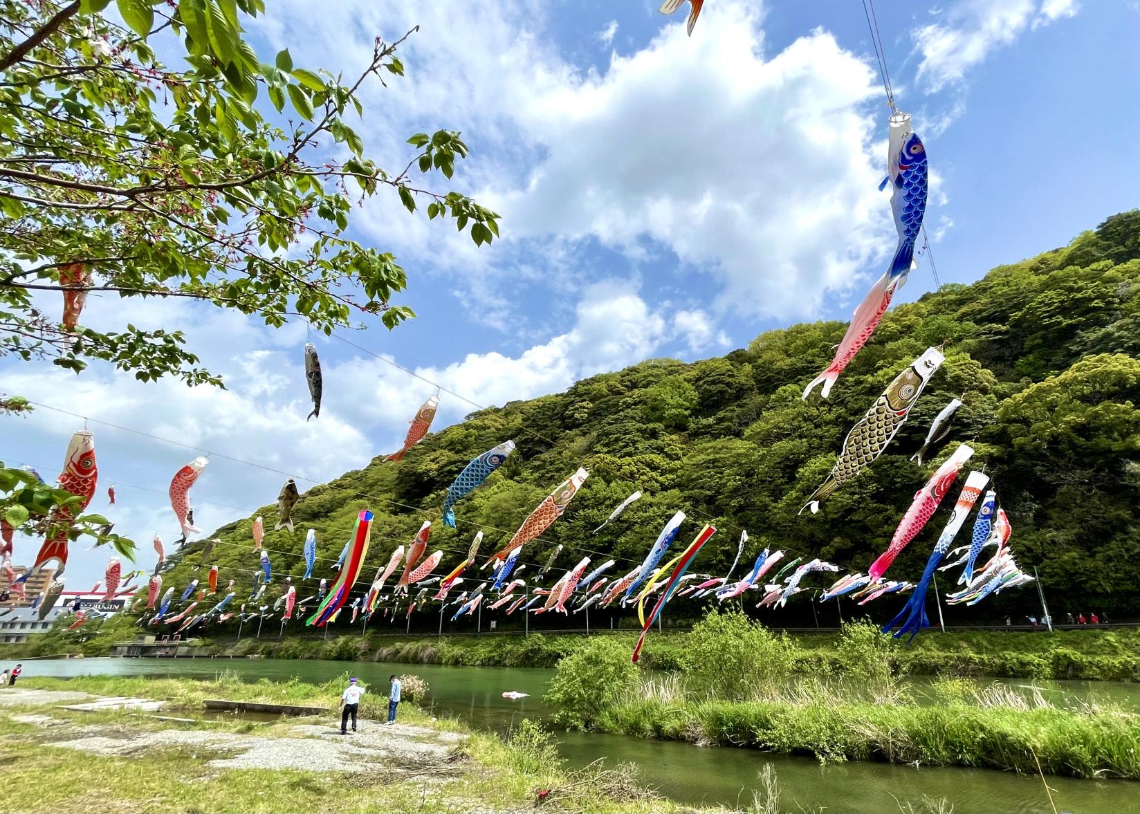 紫川こいのぼりまつり-1