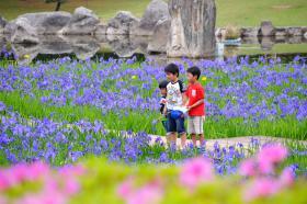 諏訪公園 花菖蒲満開-0