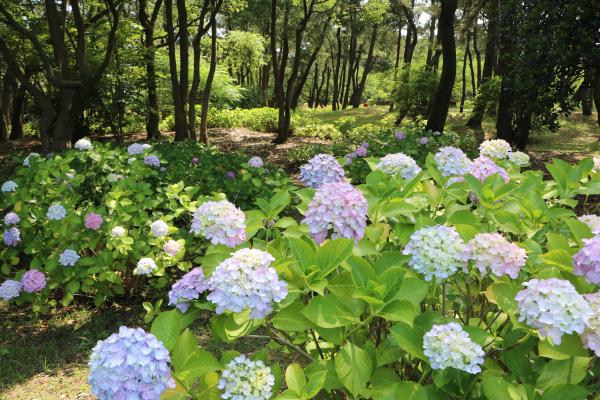 海の中道海浜公園あじさいの小径-1