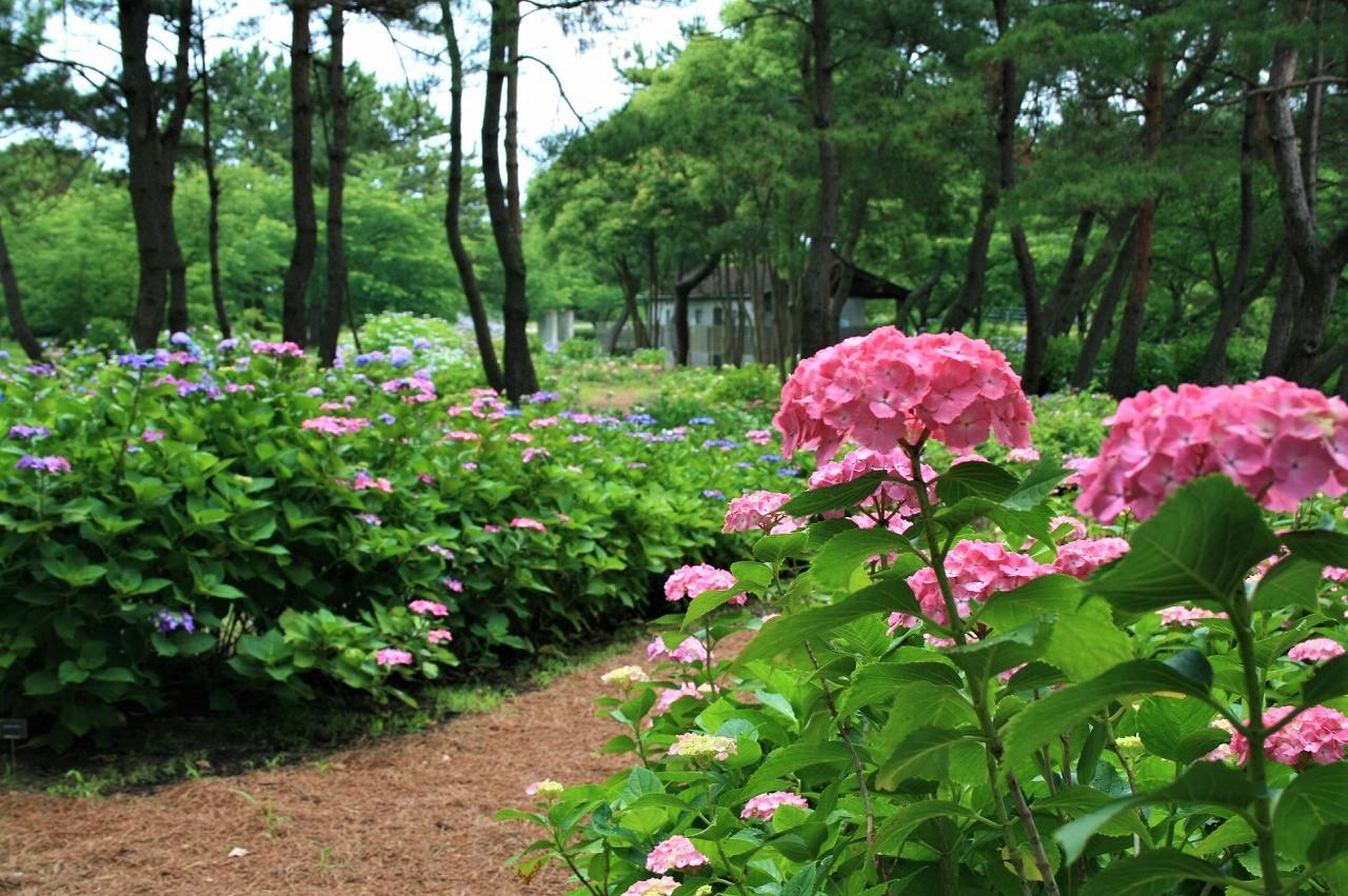 海の中道海浜公園あじさいの小径-2