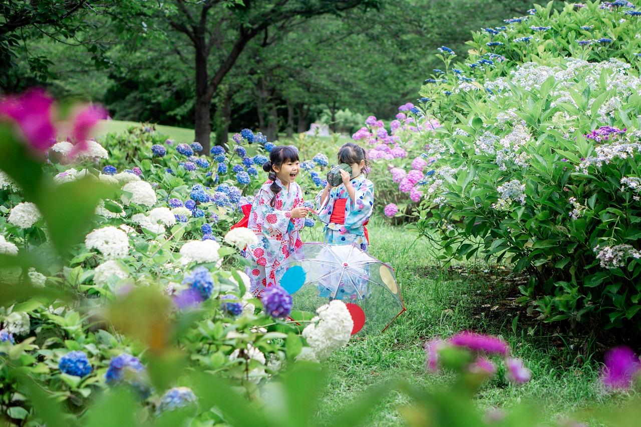 海の中道海浜公園あじさいの小径