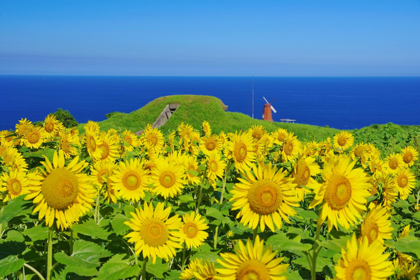 宗像・大島のヒマワリ（大島大砲跡）-1