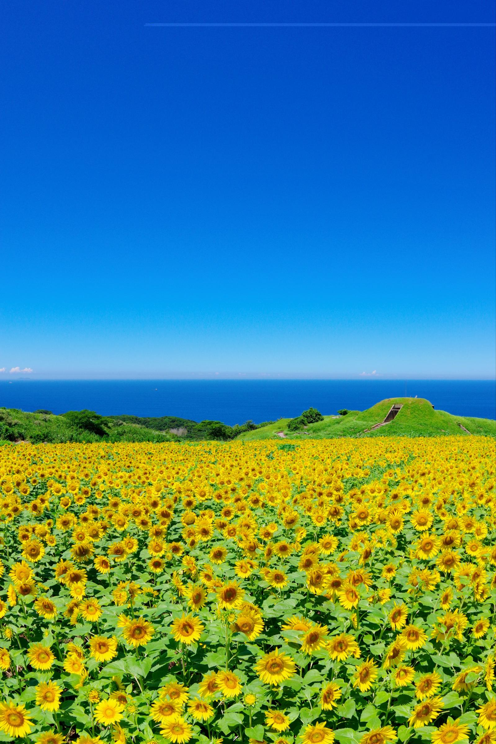 宗像・大島のヒマワリ（大島砲台跡）-1