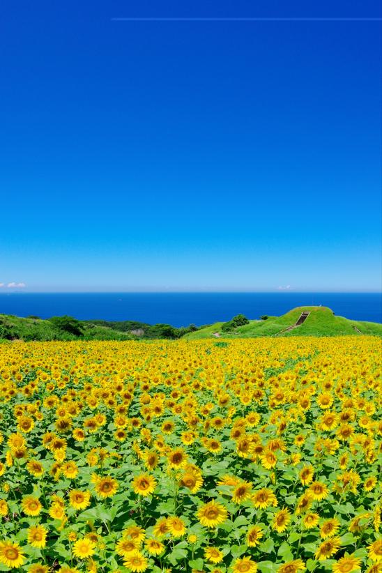 宗像・大島のヒマワリ（大島砲台跡）-1