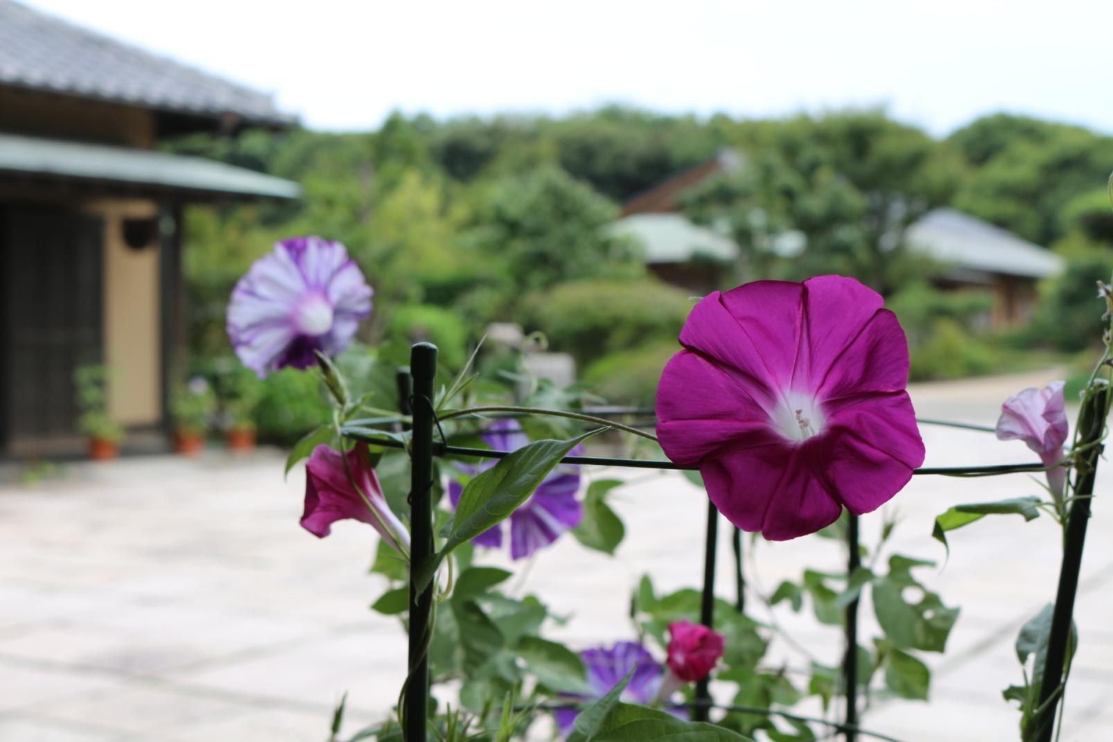 芦屋釜の里　朝顔呈茶-0