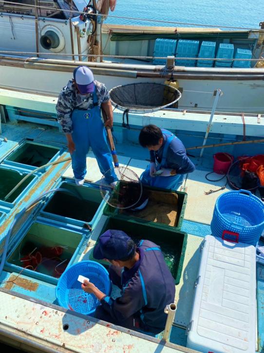 相島の漁師のいけま売り-2