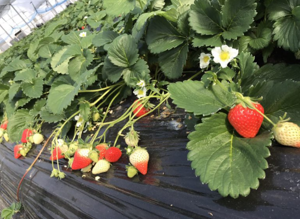 Hirokawa Strawberry Garden-1