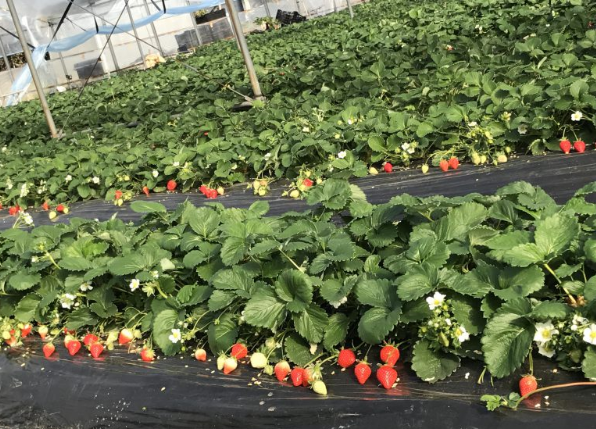 Hirokawa Strawberry Garden-2