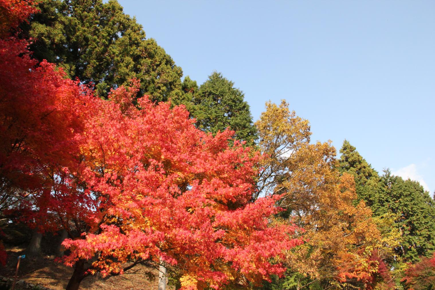 求菩提山・犬ヶ岳の紅葉-1