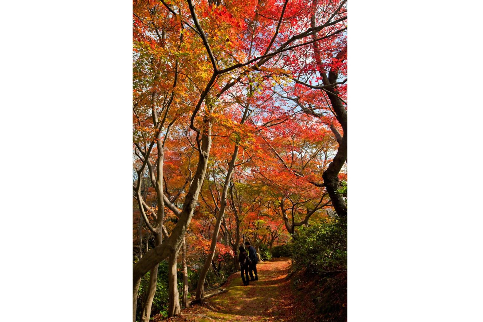白野江植物公園　紅葉まつり-1