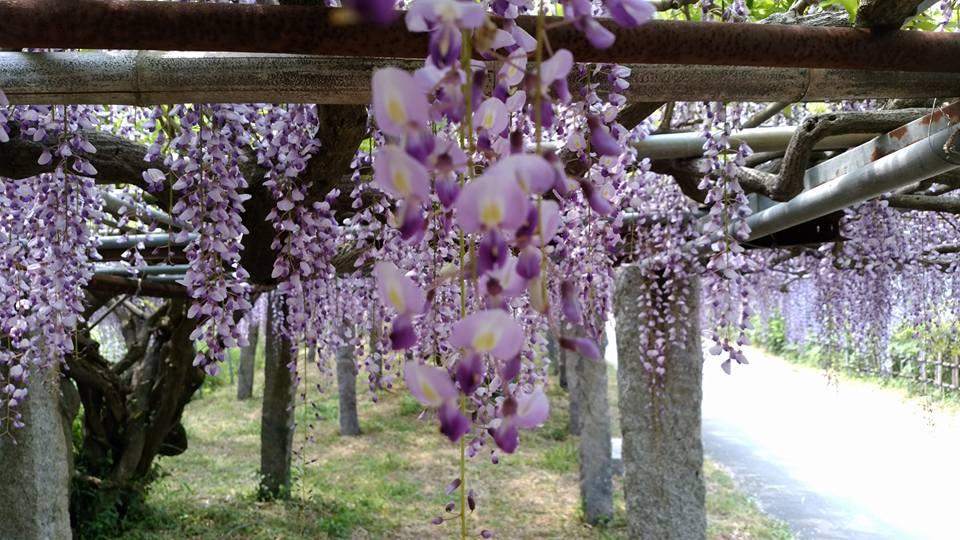 宇美八幡宮（糸島市）-7
