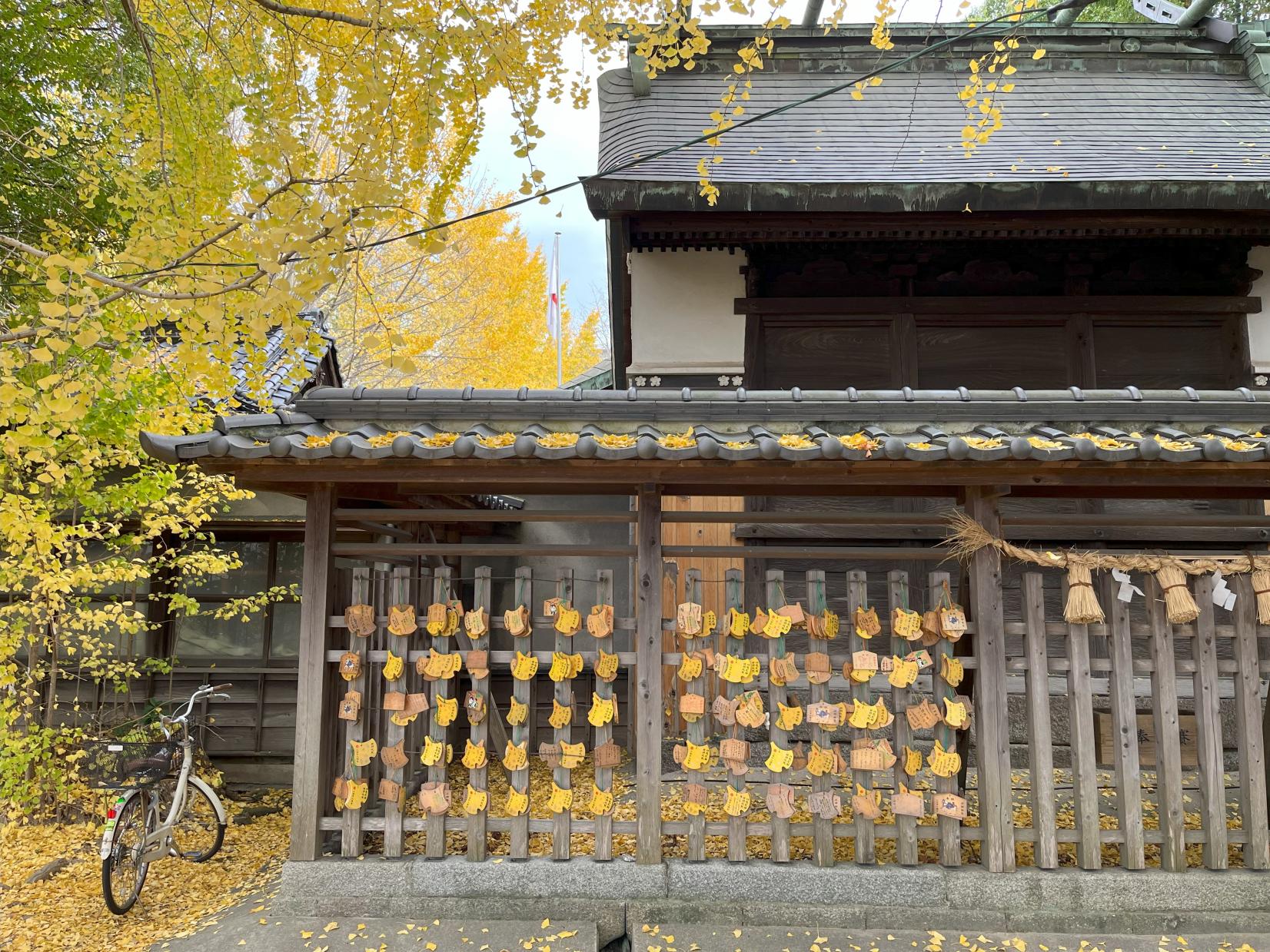 二日市八幡宮的篦子樹-3