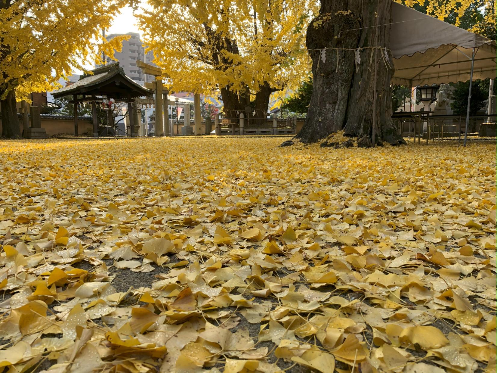 Futsukaichi Hachimangu Shrine-1