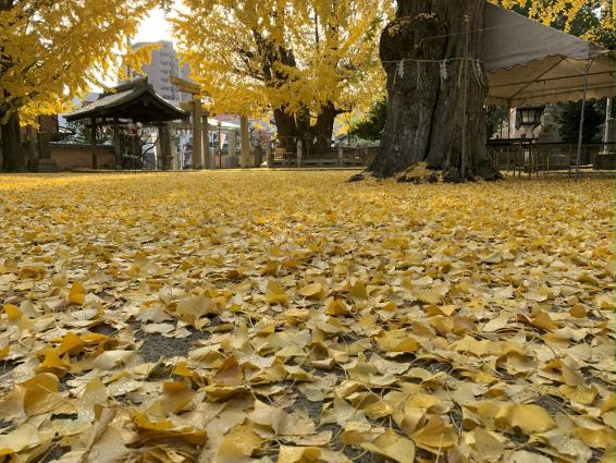 二日市八幡宮の公孫樹-1