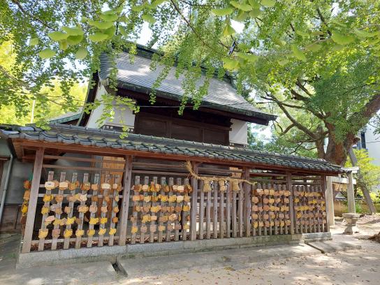 二日市八幡宮的篦子樹-6