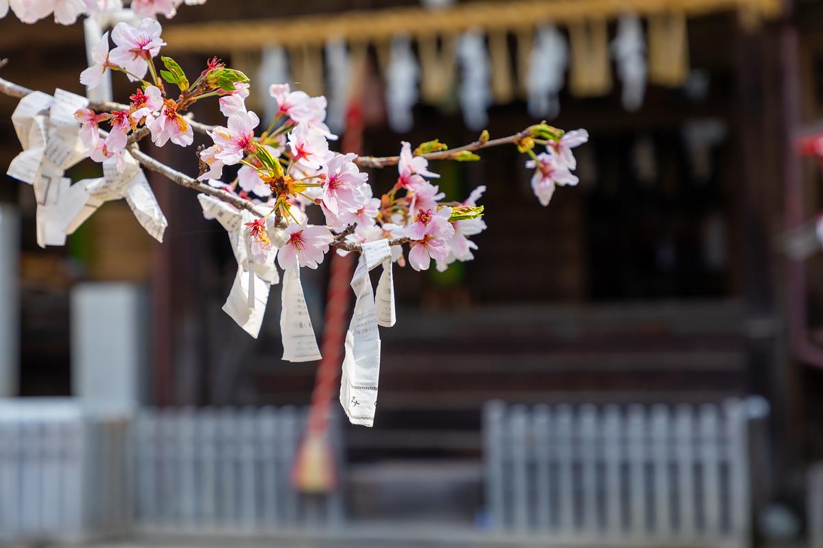今井津須佐神社-6