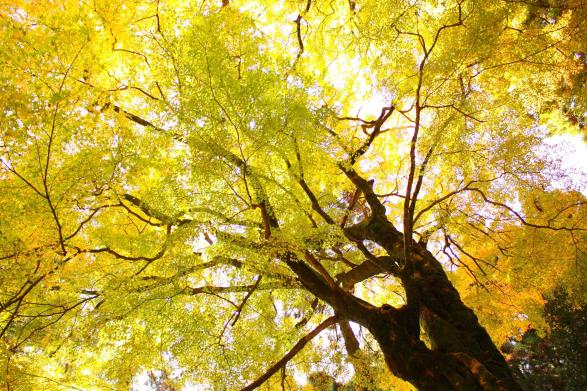 雷神社（糸島市）-1
