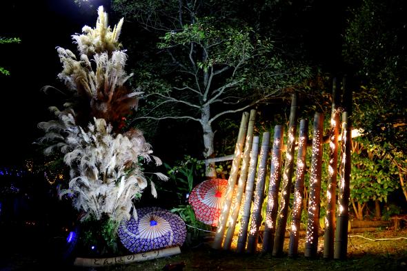 どんぽの森　光の祭典2025-0