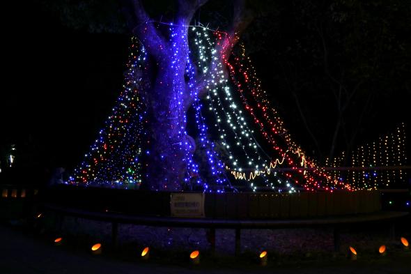 どんぽの森　光の祭典2025-3