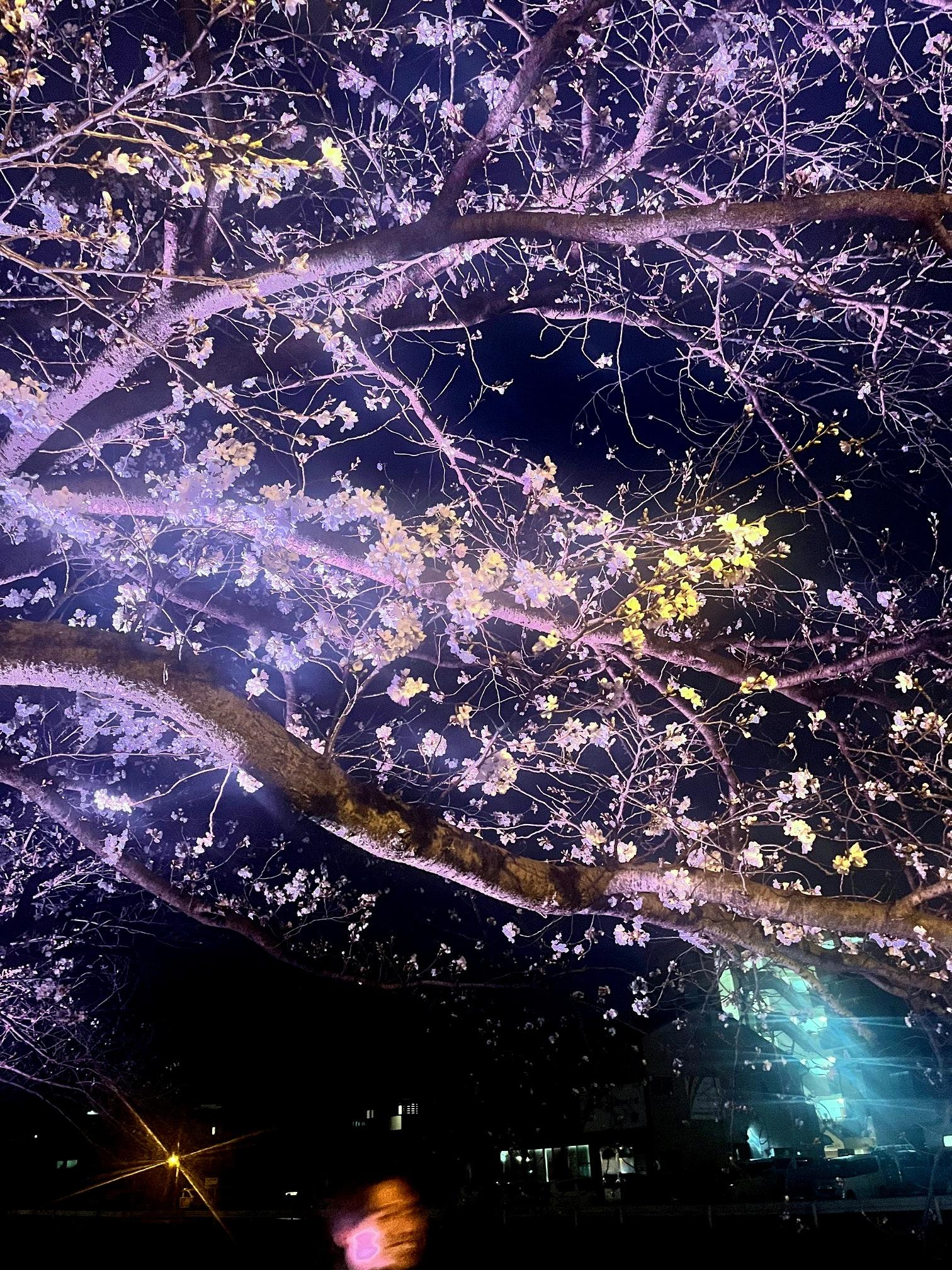 ライトアップ in 令和の都だざいふ-3