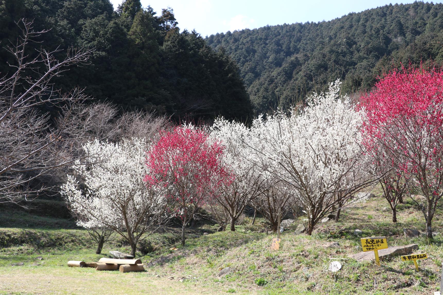 円陣の滝公園の梅