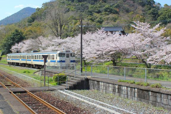 九州オルレ「筑豊・香春コース」春爛漫コラボオルレ-0