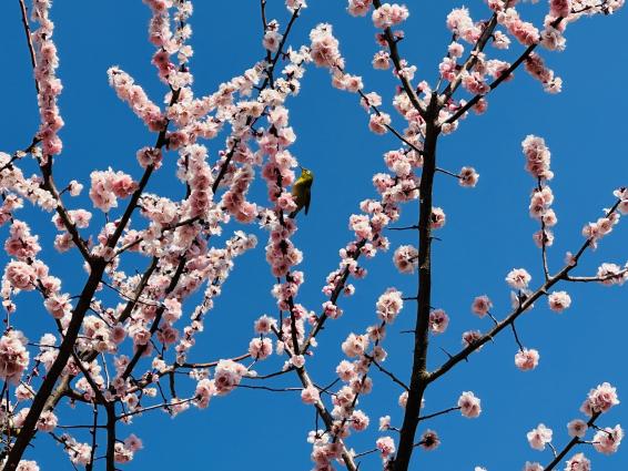【花農丘公園・北九州市立総合農事センター】梅まつり-2