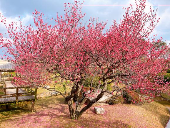 【花農丘公園・北九州市立総合農事センター】梅まつり-0