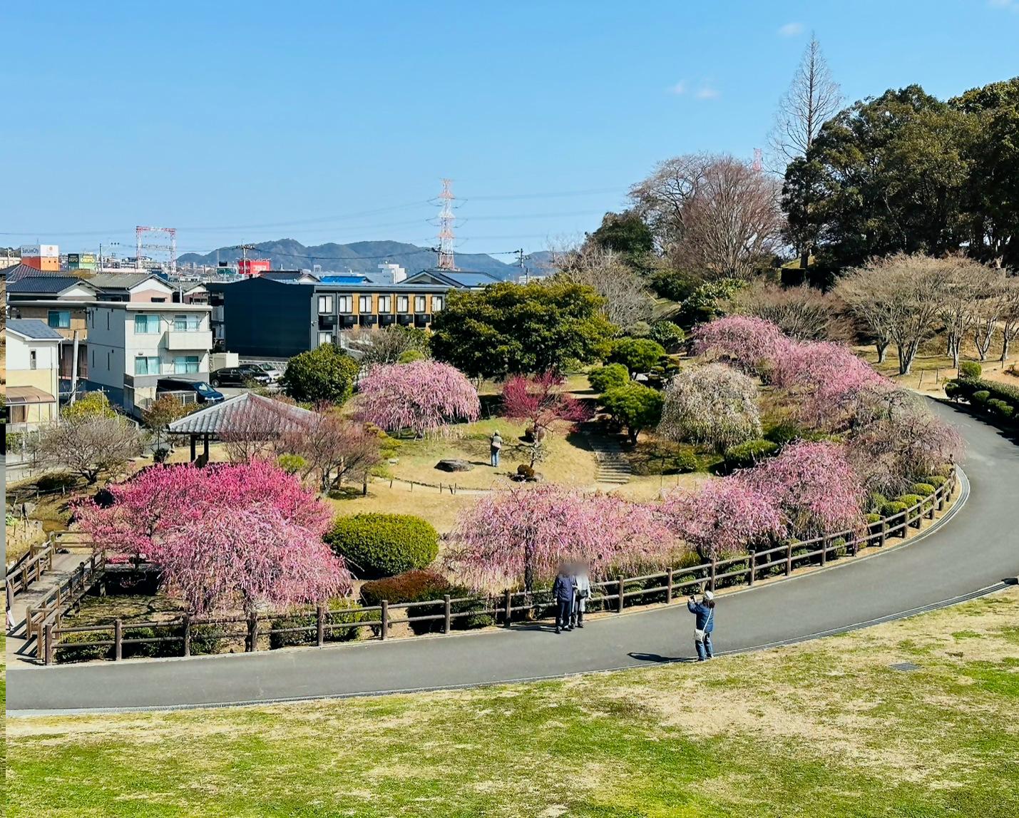 【北九州市立総合農事センター】梅まつり-1