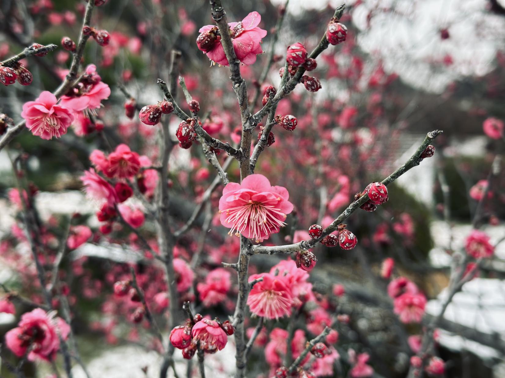 【花農丘公園・北九州市立総合農事センター】梅まつり-1