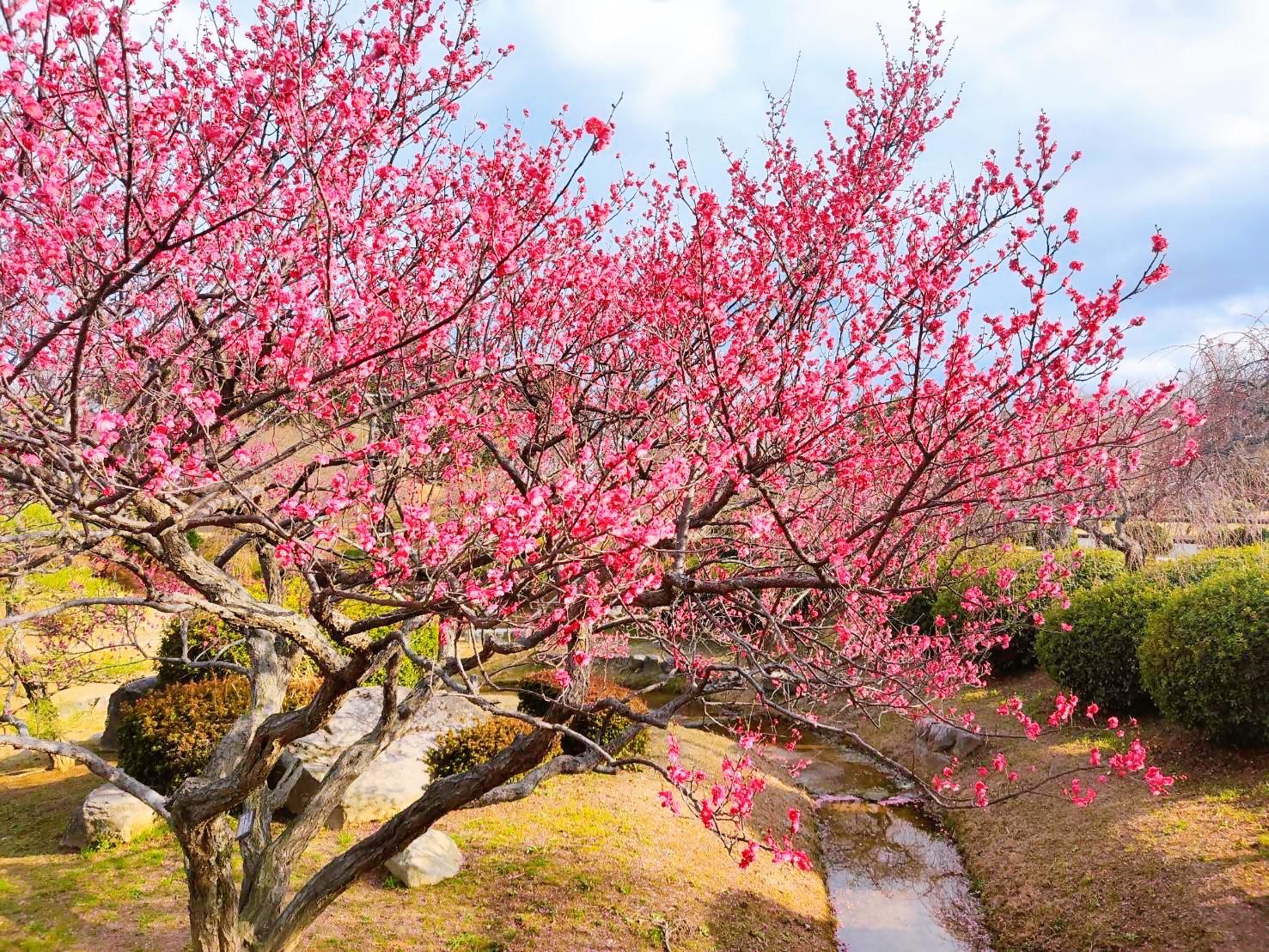 梅まつり （梅フォトコンテスト）