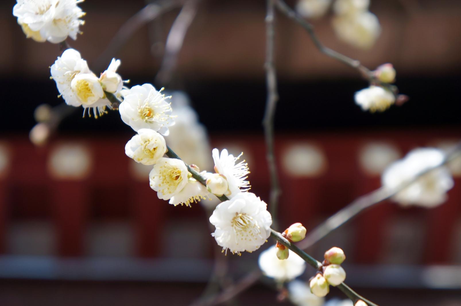 令和の都　 だざいふ万葉体験-2