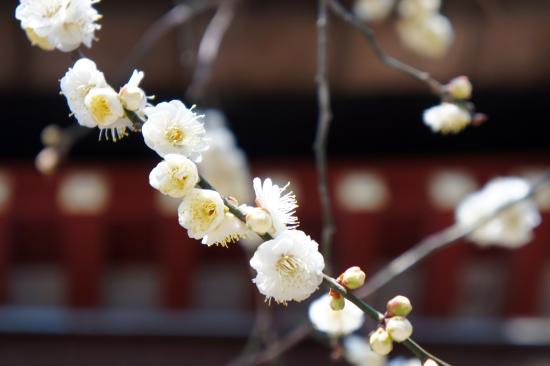 Dazaifu Manyo experience in the capital of Reiwa-2