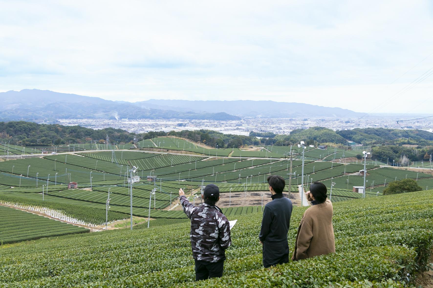 茶農家が教える美味しい八女茶の淹れ方講座＆茶畑散策