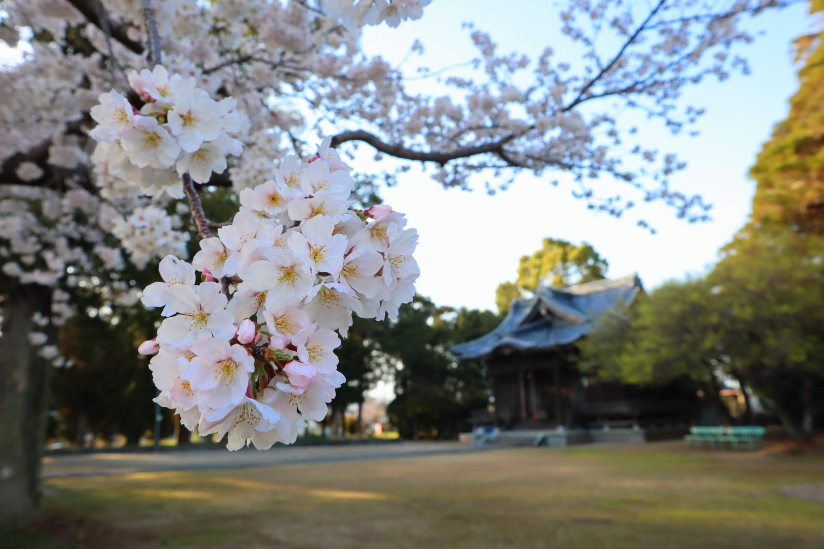 大中臣神社の桜-1