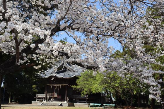 大中臣神社の桜-0