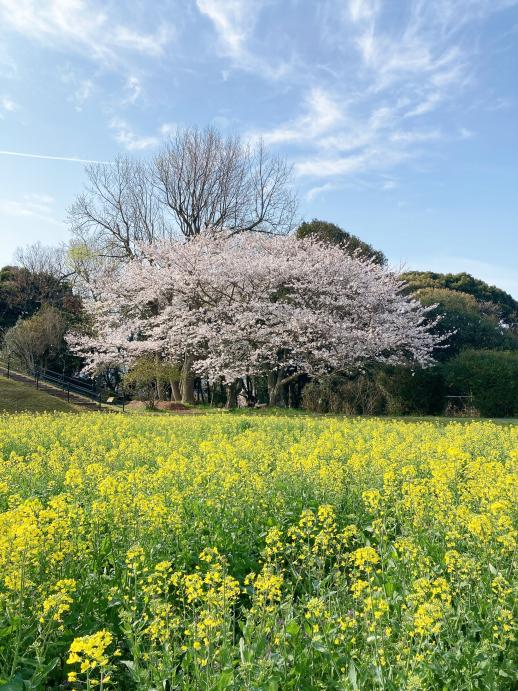 【花農丘公園・北九州市立総合農事センター】さくらマルシェ-6