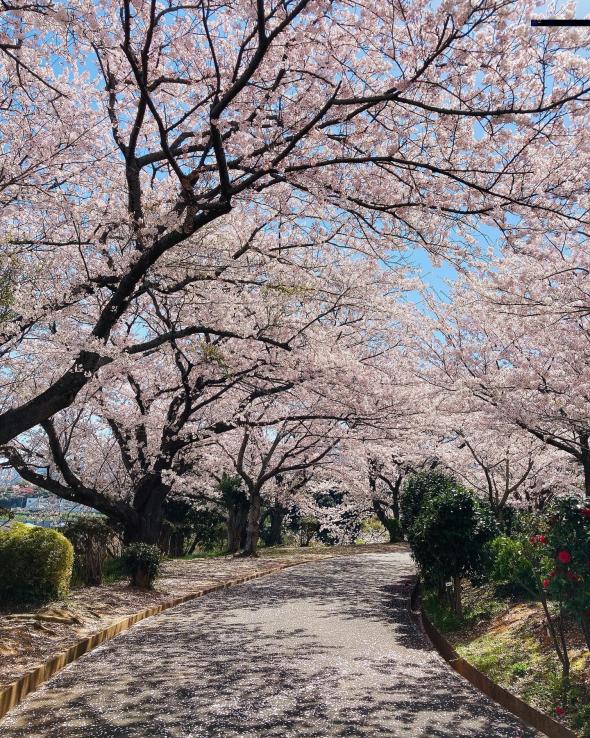【花農丘公園・北九州市立総合農事センター】さくらマルシェ-0