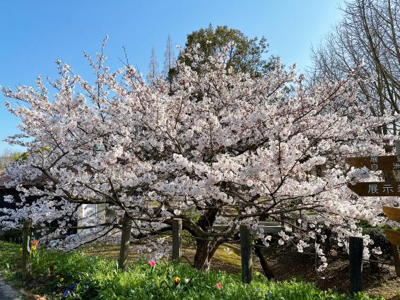 【花農丘公園・北九州市立総合農事センター】さくらマルシェ-4