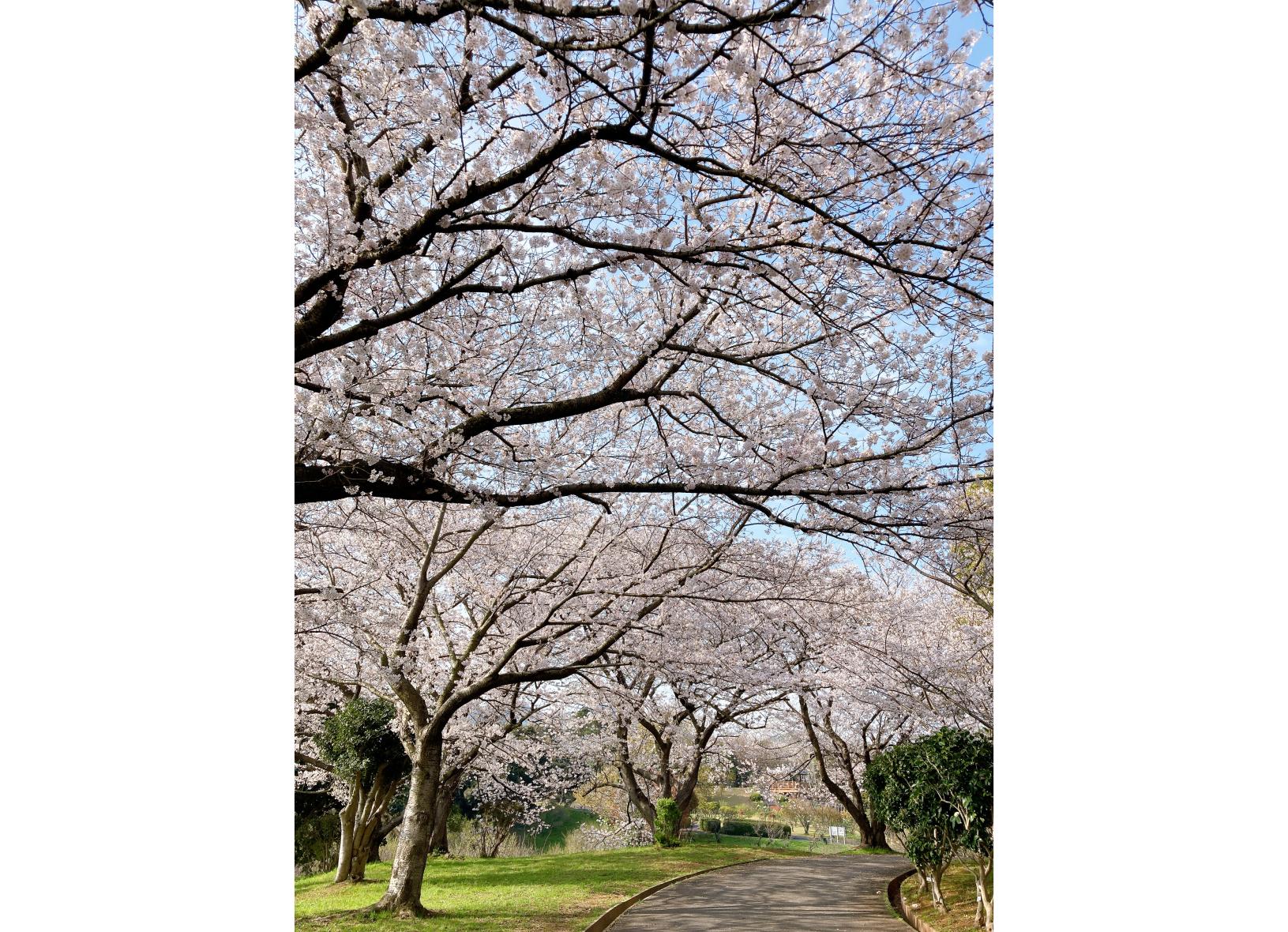 【花農丘公園・北九州市立総合農事センター】さくらマルシェ-7