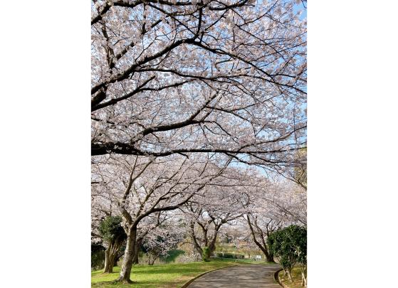 【花農丘公園・北九州市立総合農事センター】さくらマルシェ-7